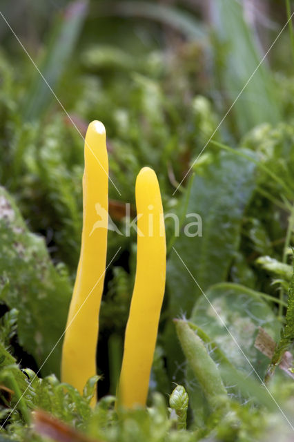 Gele knotszwam (Clavulinopsis helveola)