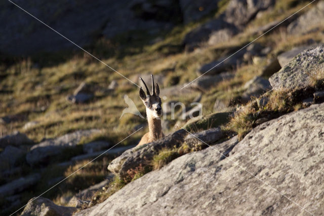 Chamois (Rupicapra rupicapra)