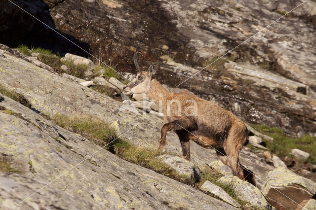 Chamois (Rupicapra rupicapra)