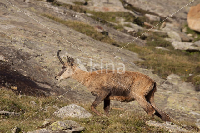 Chamois (Rupicapra rupicapra)