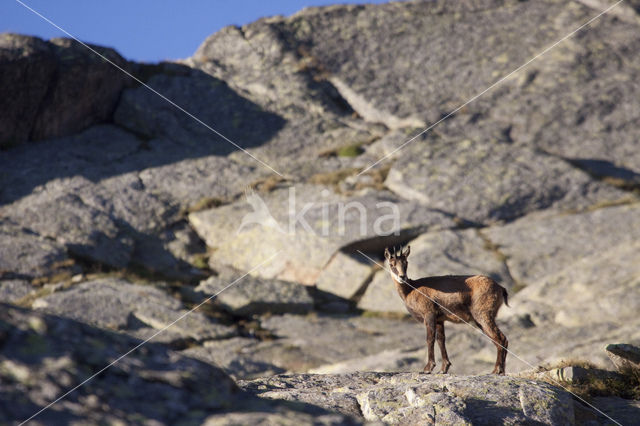 Chamois (Rupicapra rupicapra)