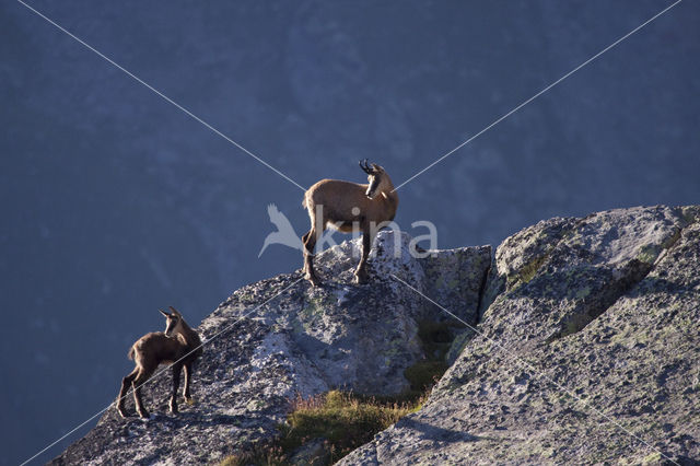 Chamois (Rupicapra rupicapra)