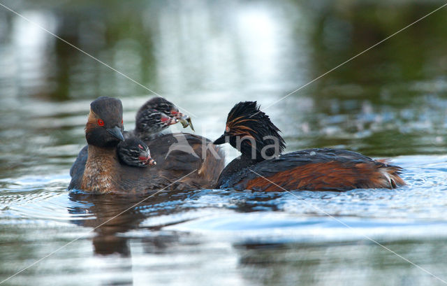 Black-necked Grebe (Podiceps nigricollis)