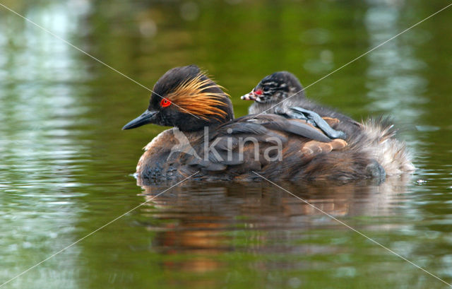Black-necked Grebe (Podiceps nigricollis)