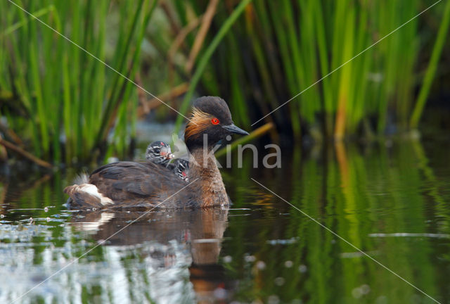 Black-necked Grebe (Podiceps nigricollis)