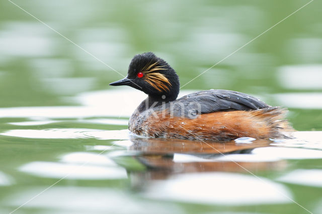 Black-necked Grebe (Podiceps nigricollis)