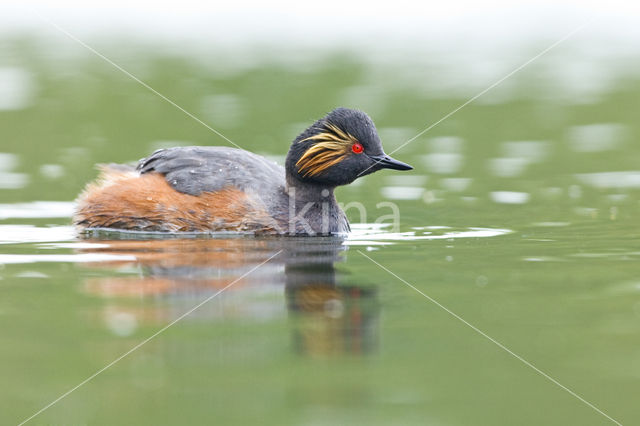 Black-necked Grebe (Podiceps nigricollis)