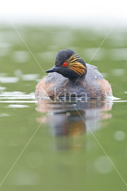 Black-necked Grebe (Podiceps nigricollis)