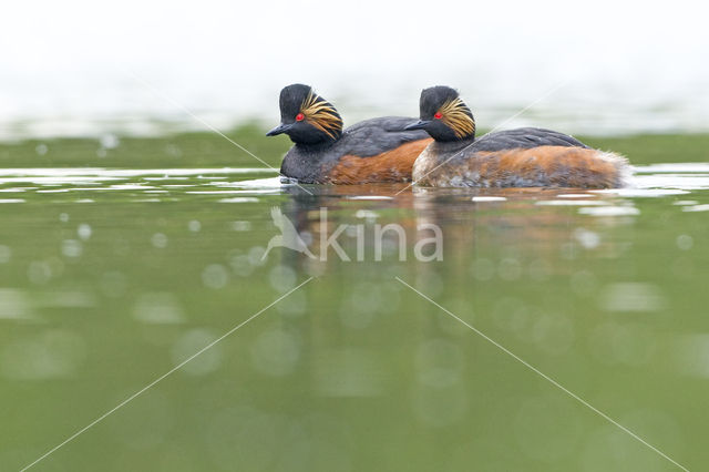 Black-necked Grebe (Podiceps nigricollis)