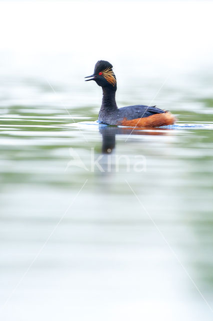 Black-necked Grebe (Podiceps nigricollis)