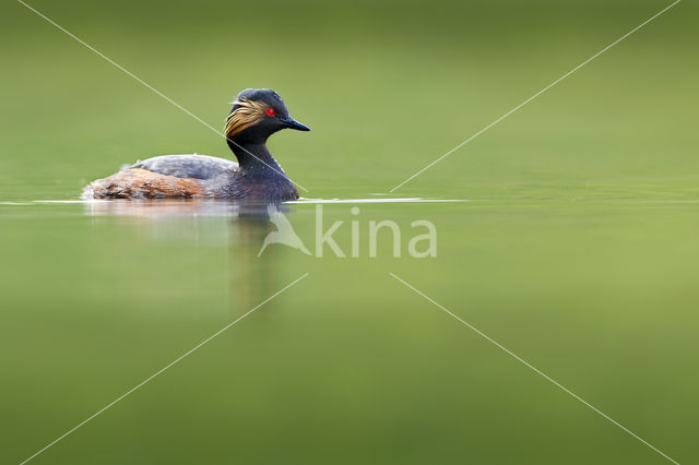 Black-necked Grebe (Podiceps nigricollis)