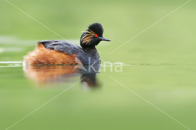 Black-necked Grebe (Podiceps nigricollis)