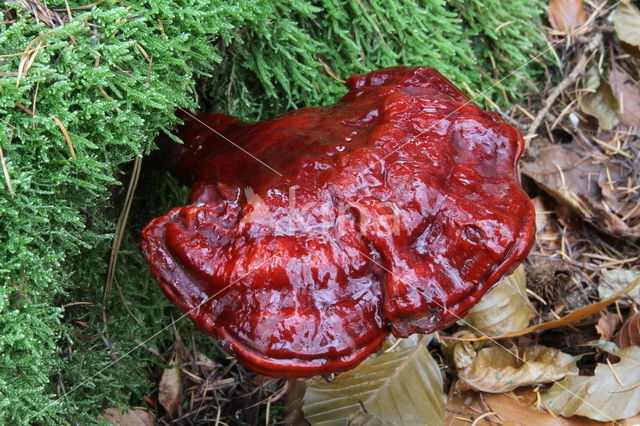 Reishi Mushroom (Ganoderma lucidum)