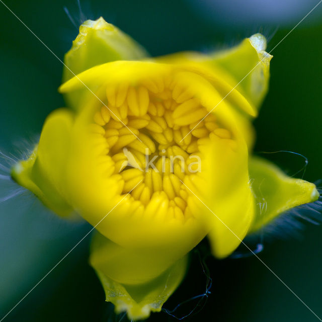 Marsh Marigold (Caltha palustris ssp. palustris)