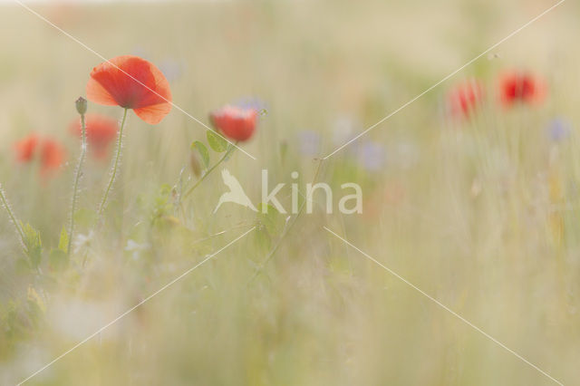 Gewone klaproos (Papaver rhoeas)