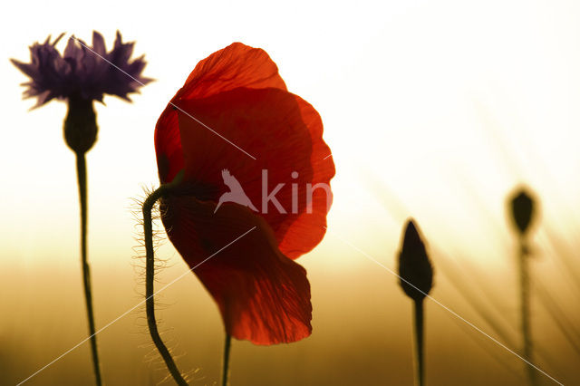 Gewone klaproos (Papaver rhoeas)