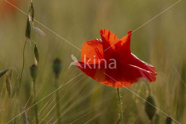 Gewone klaproos (Papaver rhoeas)