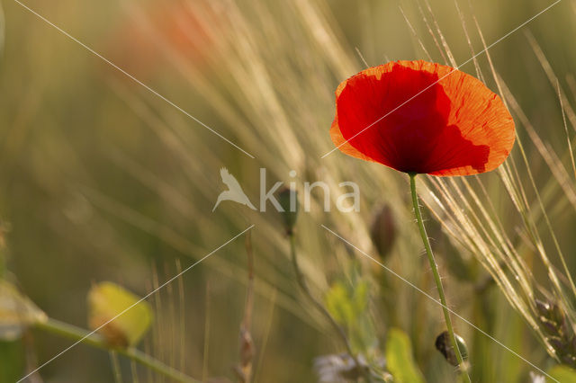 Gewone klaproos (Papaver rhoeas)