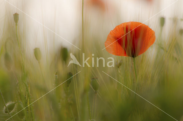 Gewone klaproos (Papaver rhoeas)