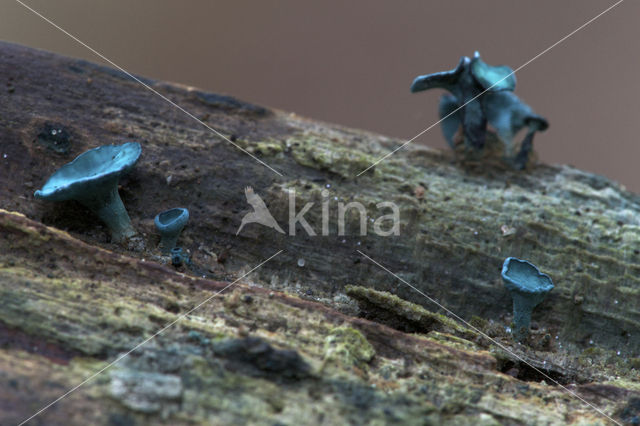 Gewone kopergroenbekerzwam (Chlorociboria aeruginascens)