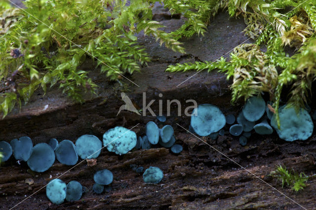 Gewone kopergroenbekerzwam (Chlorociboria aeruginascens)