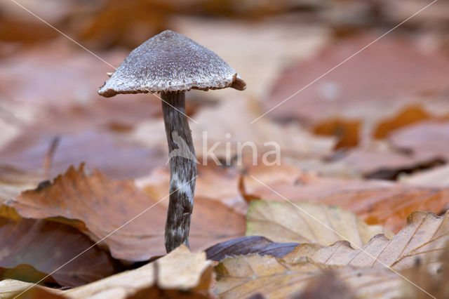 Gewone pelargoniumgordijnzwam (Cortinarius paleaceus)