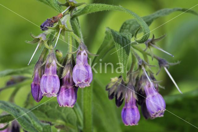 Common Comfrey (Symphytum officinale)