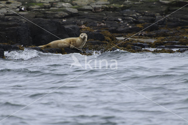 Gewone zeehond (Phoca vitulina)