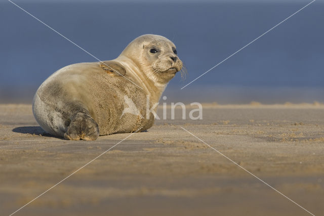 Common Seal (Phoca vitulina)