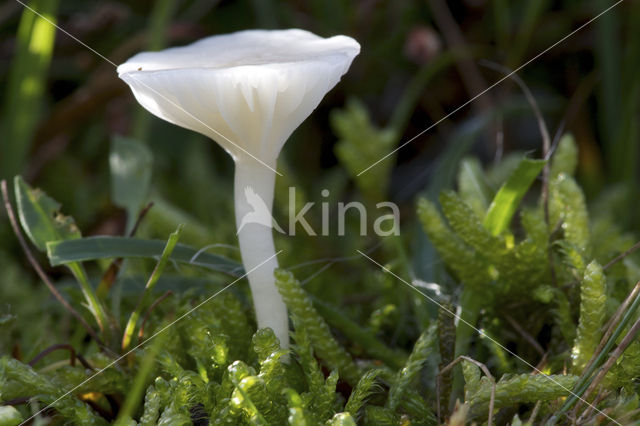 Snowy Waxcap (Hygrocybe virginea)