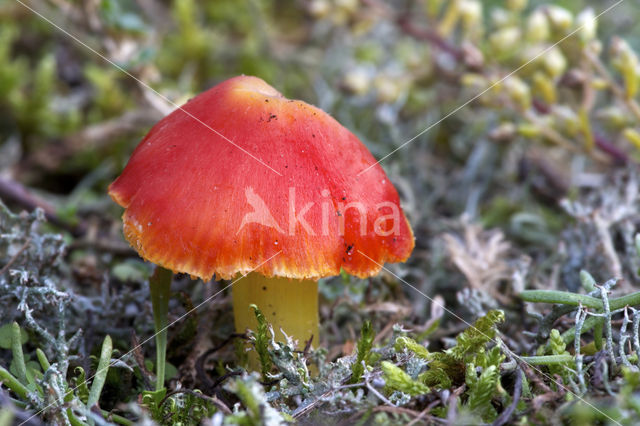 Vermilion Waxcap (Hygrocybe miniata)