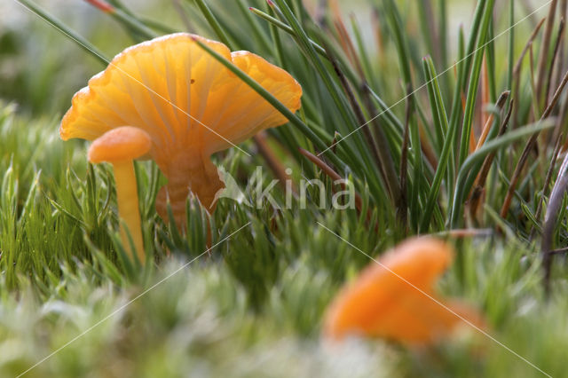 Gewoon vuurzwammetje (Hygrocybe miniata)