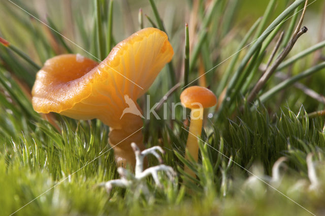 Gewoon vuurzwammetje (Hygrocybe miniata)