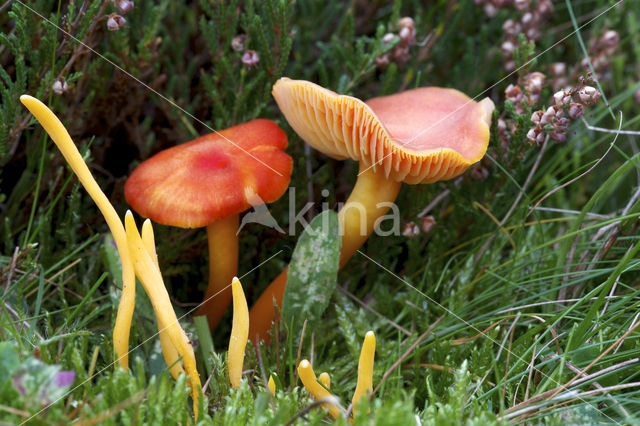 Gewoon vuurzwammetje (Hygrocybe miniata)