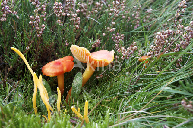 Gewoon vuurzwammetje (Hygrocybe miniata)