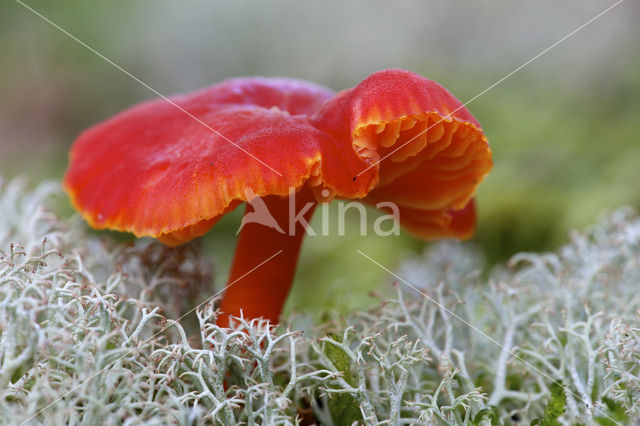 Gewoon vuurzwammetje (Hygrocybe miniata)