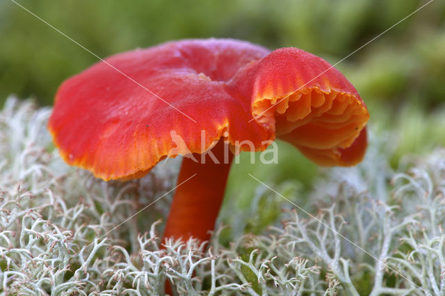 Gewoon vuurzwammetje (Hygrocybe miniata)