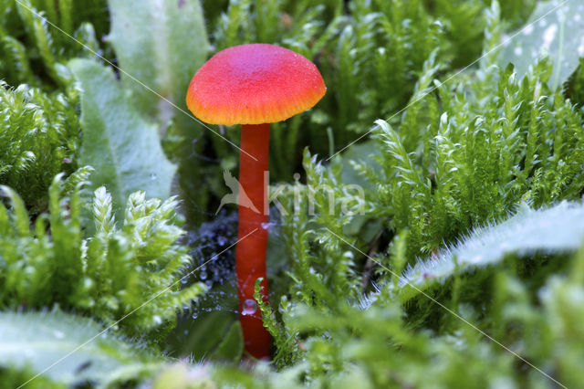 Gewoon vuurzwammetje (Hygrocybe miniata)