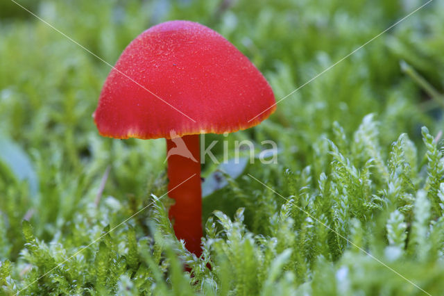 Gewoon vuurzwammetje (Hygrocybe miniata)