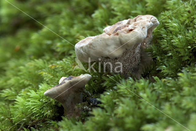 Gezoneerde stekelzwam (Hydnellum concrescens)