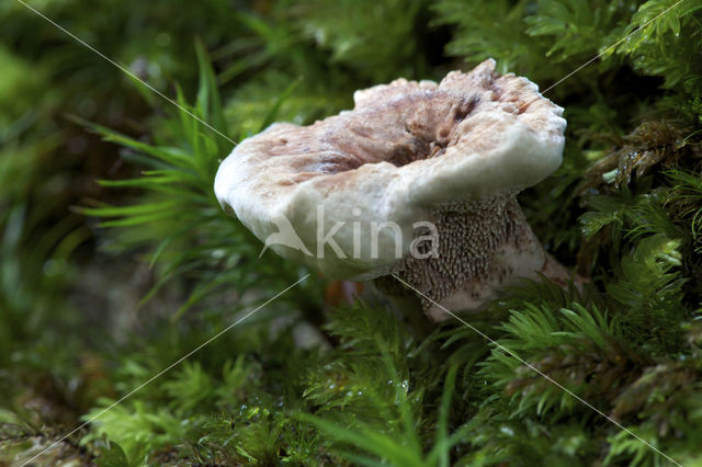 Zoned tooth (Hydnellum concrescens)