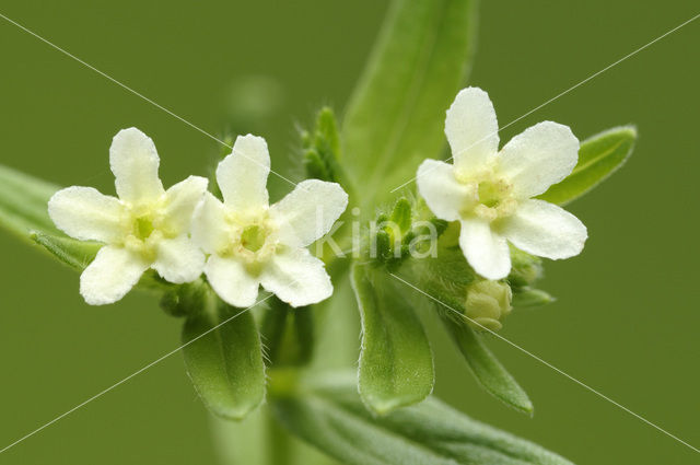 Common Gromwell (Lithospermum officinale)