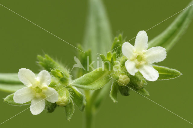 Common Gromwell (Lithospermum officinale)