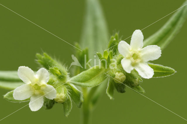 Glad parelzaad (Lithospermum officinale)