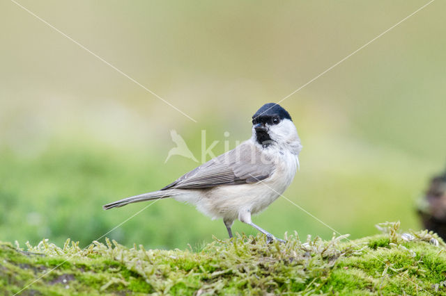 Marsh Tit (Parus palustris)