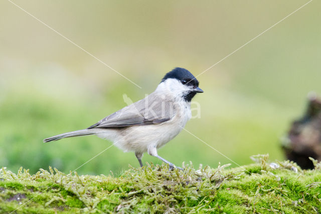 Glanskop (Parus palustris)