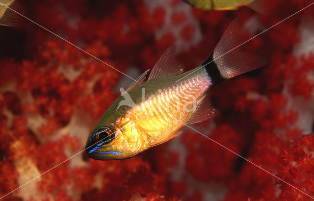 Ring-tailed cardinalfish (Apogon aureus)