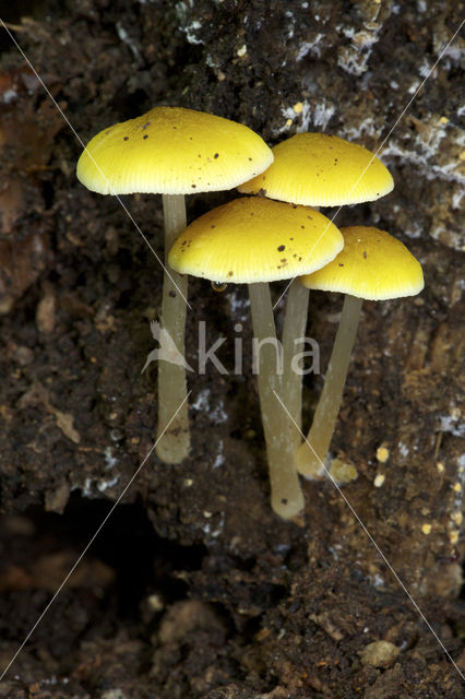 Pluteus leoninus