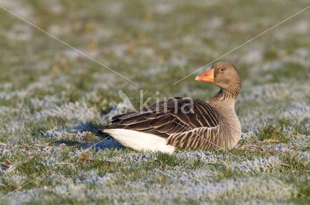 Grey Lag-Goose (Anser anser)