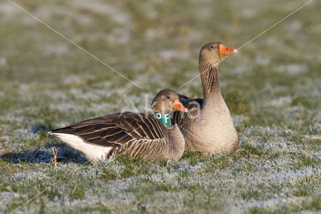 Grey Lag-Goose (Anser anser)